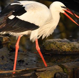 White Stork