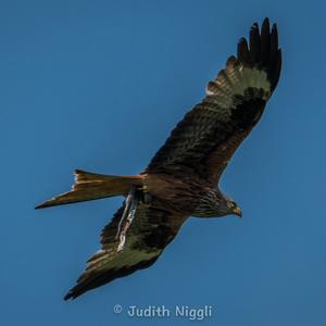 Red Kite