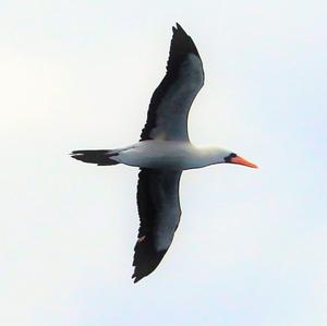 Nazca Booby