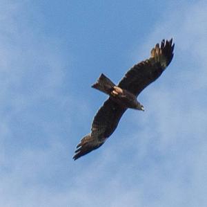 Black Kite