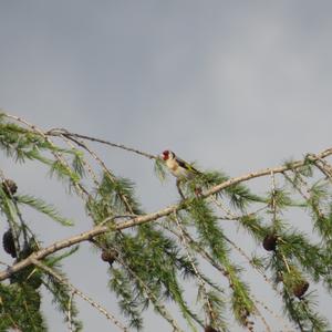 European Goldfinch