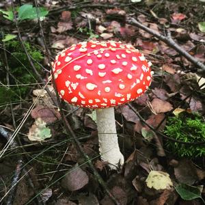 Fly Agaric