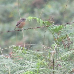 European stonechat