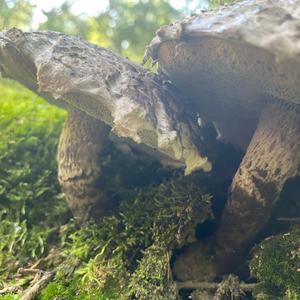 Old Man of the Woods