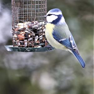 Blue Tit