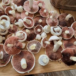 Meadow Agaric