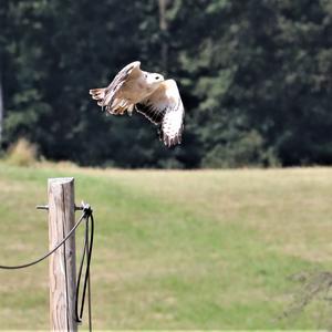 Common Buzzard