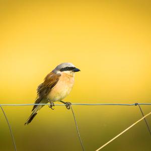 Red-backed Shrike