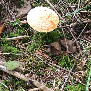 Fly Agaric