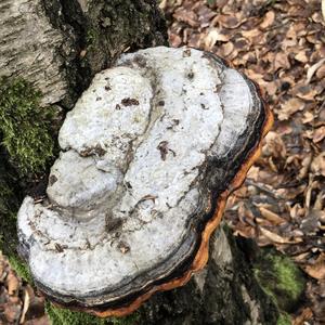 Red-belted Polypore