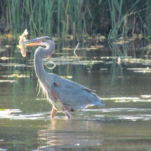 Great Blue Heron