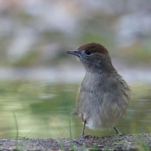 Blackcap