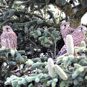 Common Kestrel