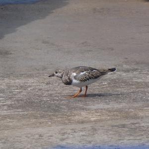 Ruddy Turnstone