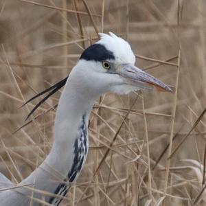 Grey Heron