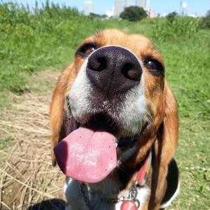 Beagle