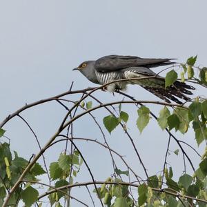 Common Cuckoo