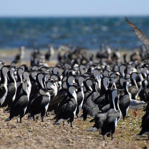 Great Cormorant