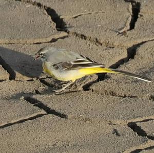 Grey Wagtail