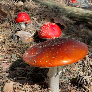 Fly Agaric