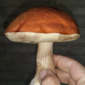 Orange Birch Bolete