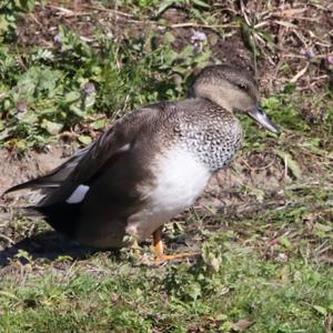 Gadwall