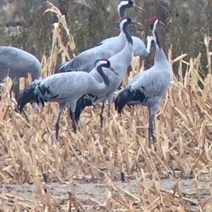 Common Crane