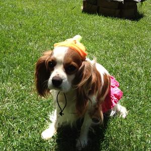 Cavalier King Charles Spaniel