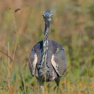 Grey Heron