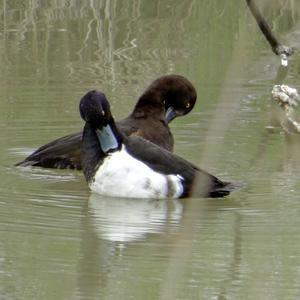 Tufted Duck