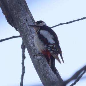 Great Spotted Woodpecker