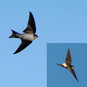 Northern House-martin