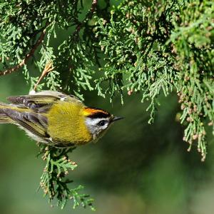 Firecrest