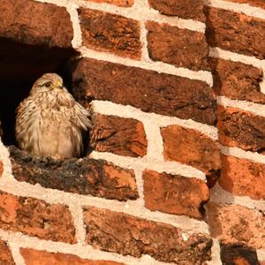 Common Kestrel