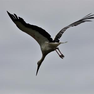 White Stork