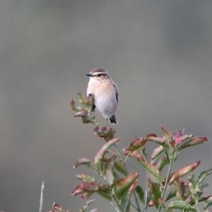 Braunkehlchen