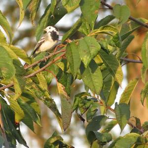 White Wagtail