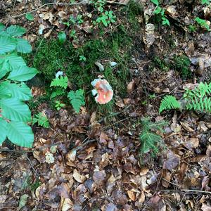 Fly Agaric