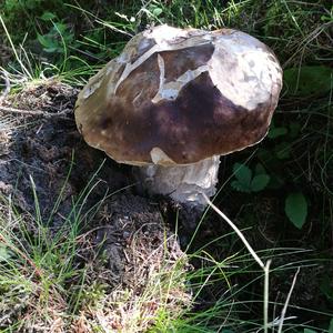 King Bolete