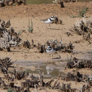 Little Ringed Plover