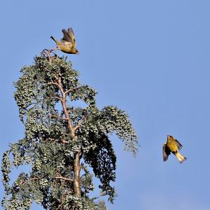 European Greenfinch