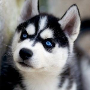 Siberian Husky