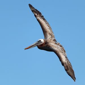 Brown Pelican