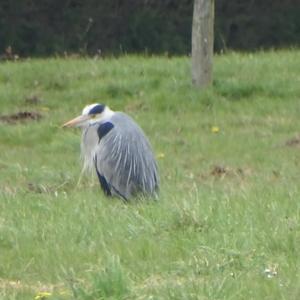 Grey Heron