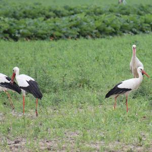 White Stork