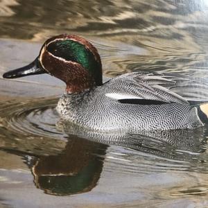 Common Teal