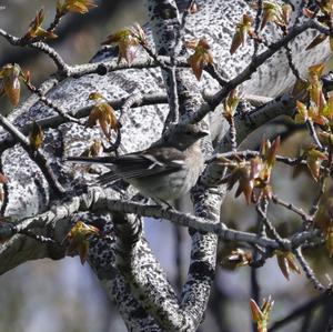 Eurasian Chaffinch