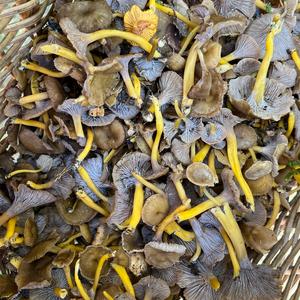 Trumpet Chanterelle