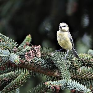 Blue Tit