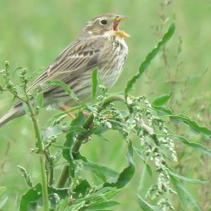 Corn Bunting